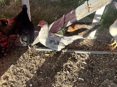 Free rooster