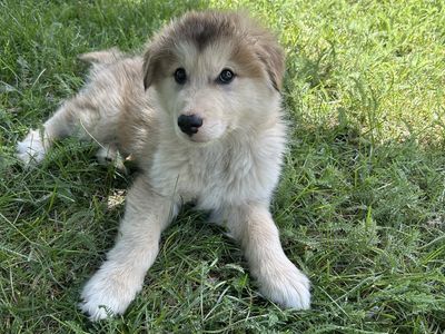 Only 2 hypoallergenic Golden Indian Dog Puppies Remaining – Native Mountain Dogs