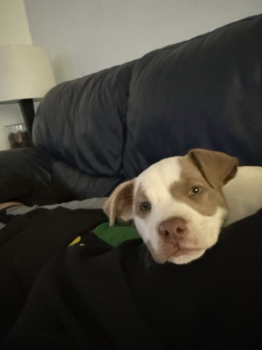 pitbull mix