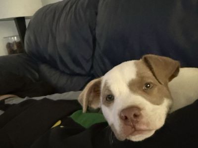 pitbull mix