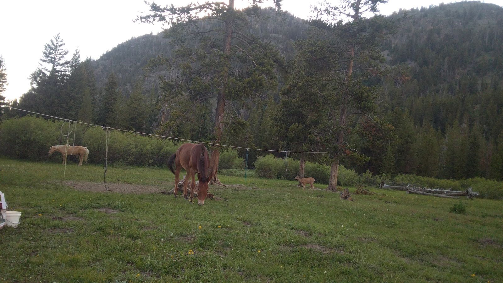 4 year old john mule