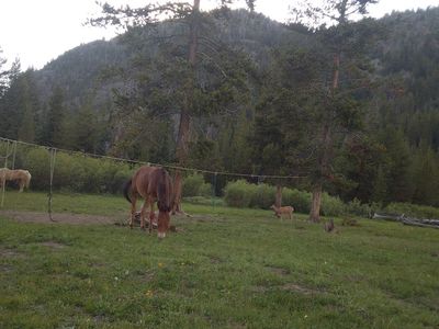 4 year old john mule