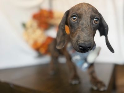 Your new mini dachshund bestie!