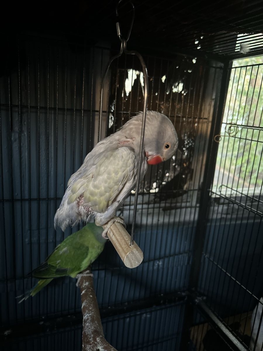 Indian ringneck three month old