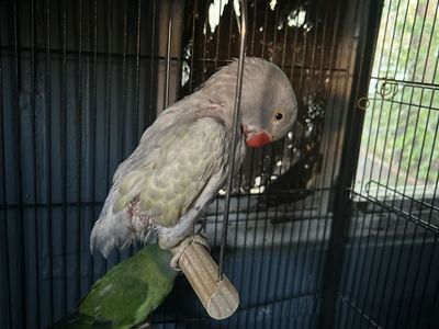 Indian ringneck three month old