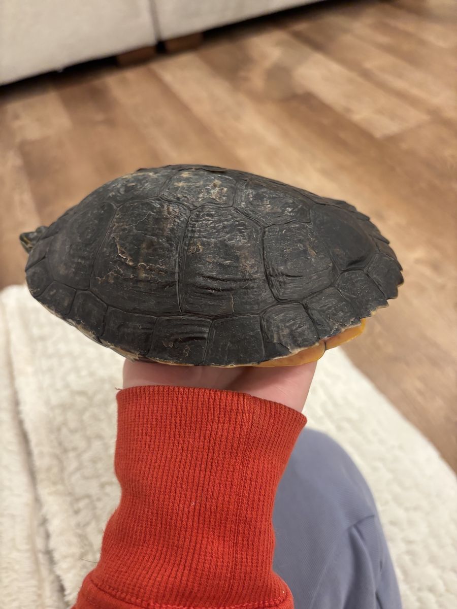 4 Yo Red Eared Slider Turtle & Tank