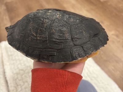 4 Yo Red Eared Slider Turtle & Tank