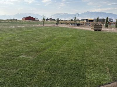 Fresh Idaho Sod - Approx. 650 sq ft, Recently Delivered