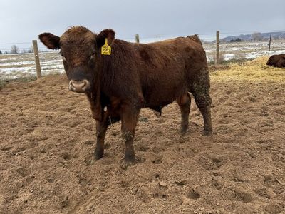 Red Angus calving Ease Bulls