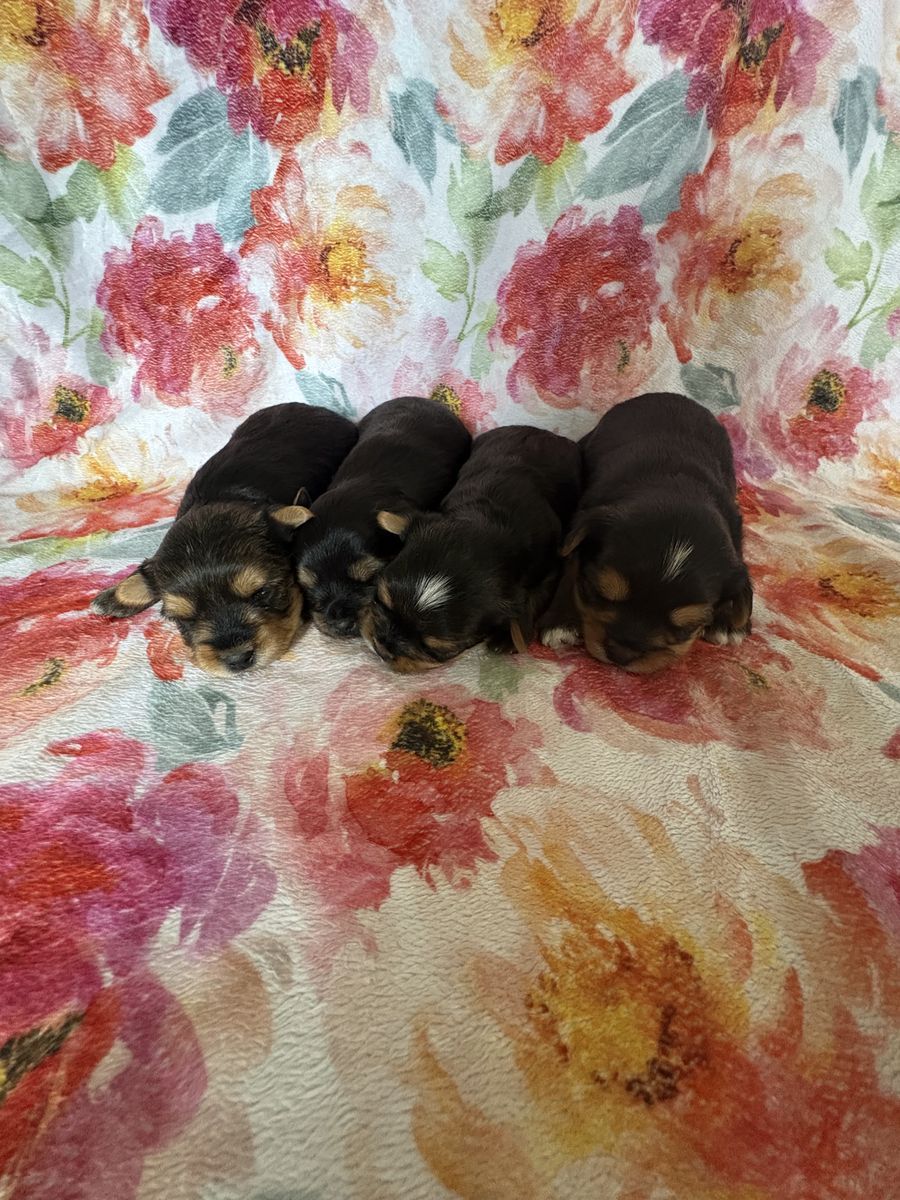 Adorable AKC registered Yorkshire terrier puppies- Ready Soon