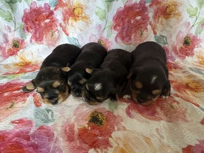 Adorable AKC registered Yorkshire terrier puppies- Ready Soon