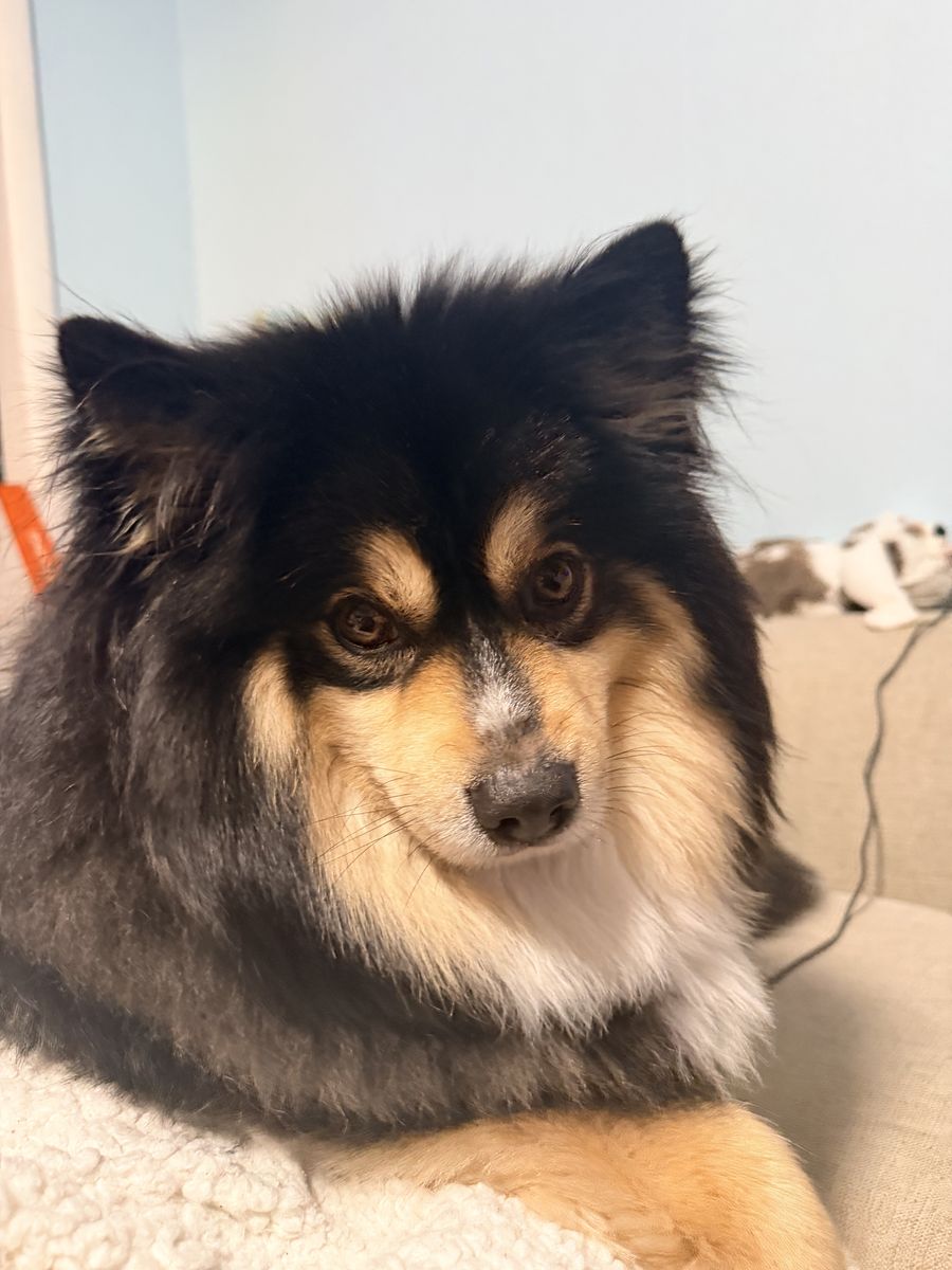 4 Year Old Pomsky