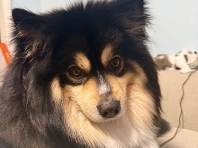 4 Year Old Pomsky