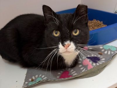 Hello my name is HopScotch