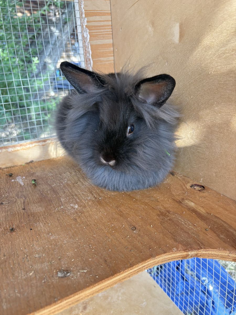 Lionhead Mix