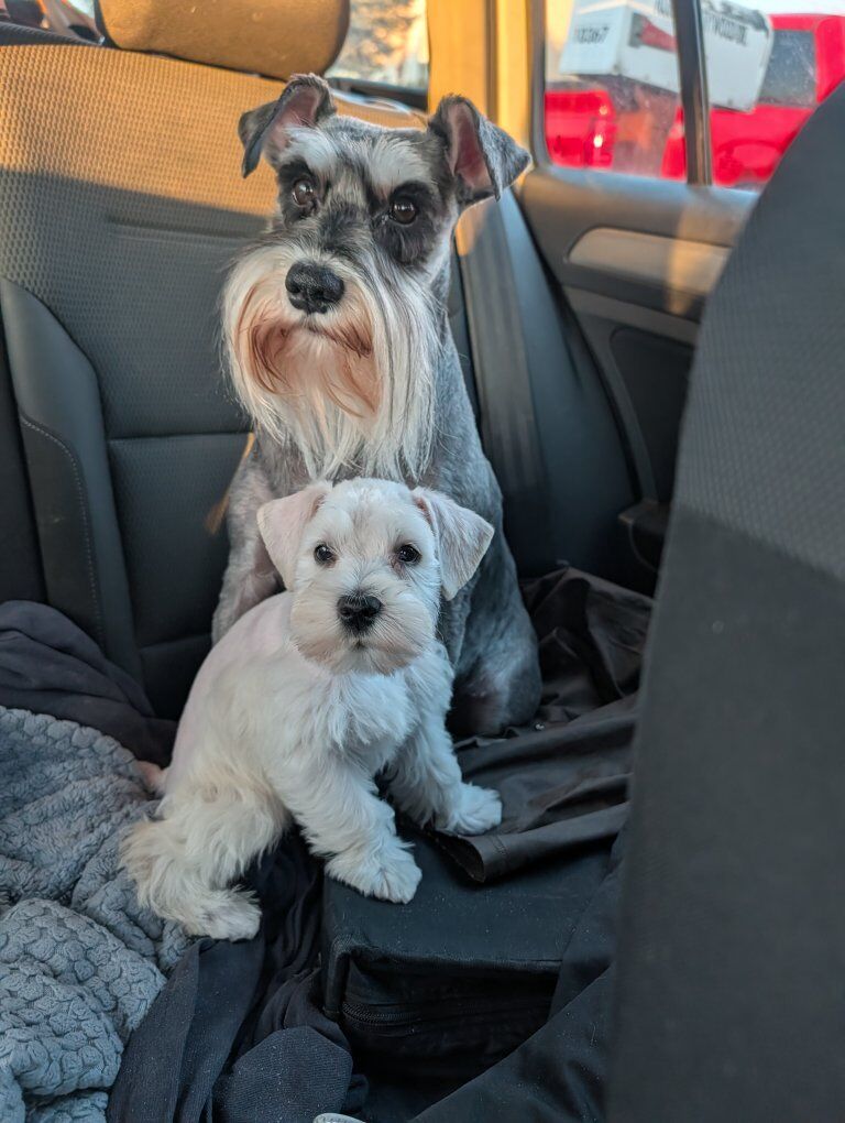 akc miniature schnauzers