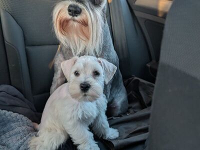 akc miniature schnauzers