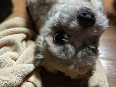 Otto the Havanese