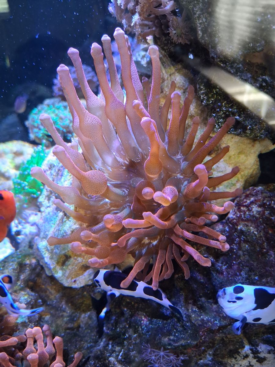 Rainbow bubble tip anenome