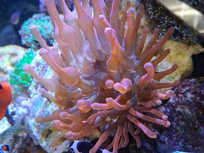 Rainbow bubble tip anenome