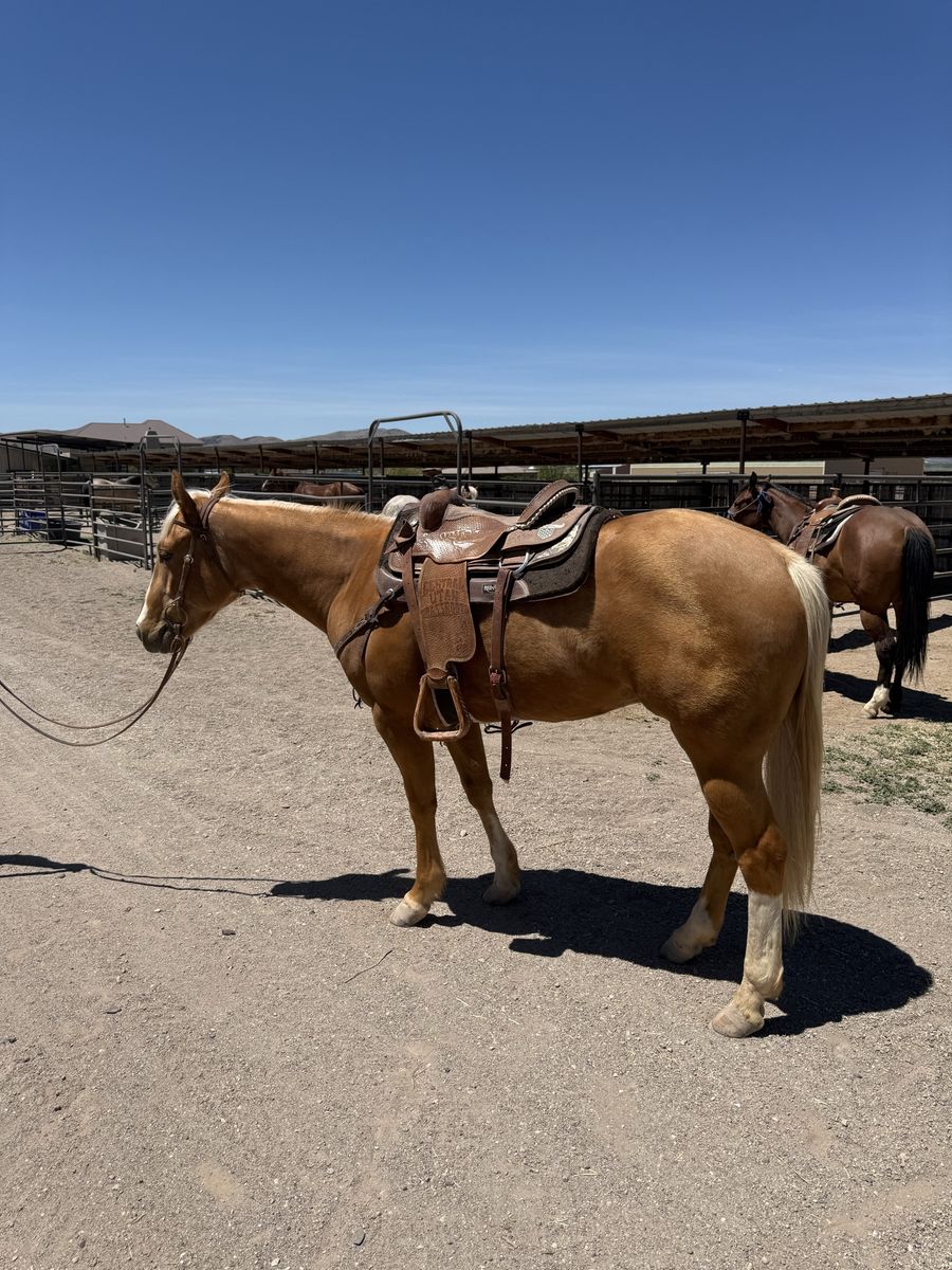 AQHA 2023 Smart Little Lena Gelding