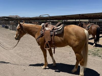 AQHA 2023 Smart Little Lena Gelding