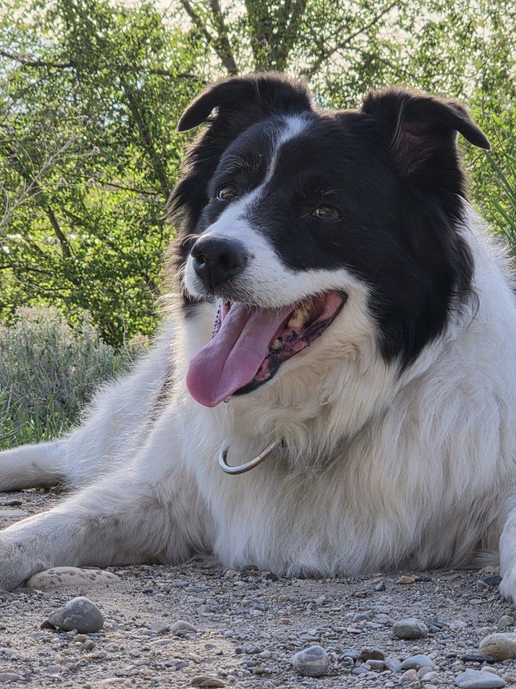 12 yr old Senior Dog for Loving Home Forever Family