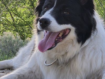 12 yr old Senior Dog for Loving Home Forever Family