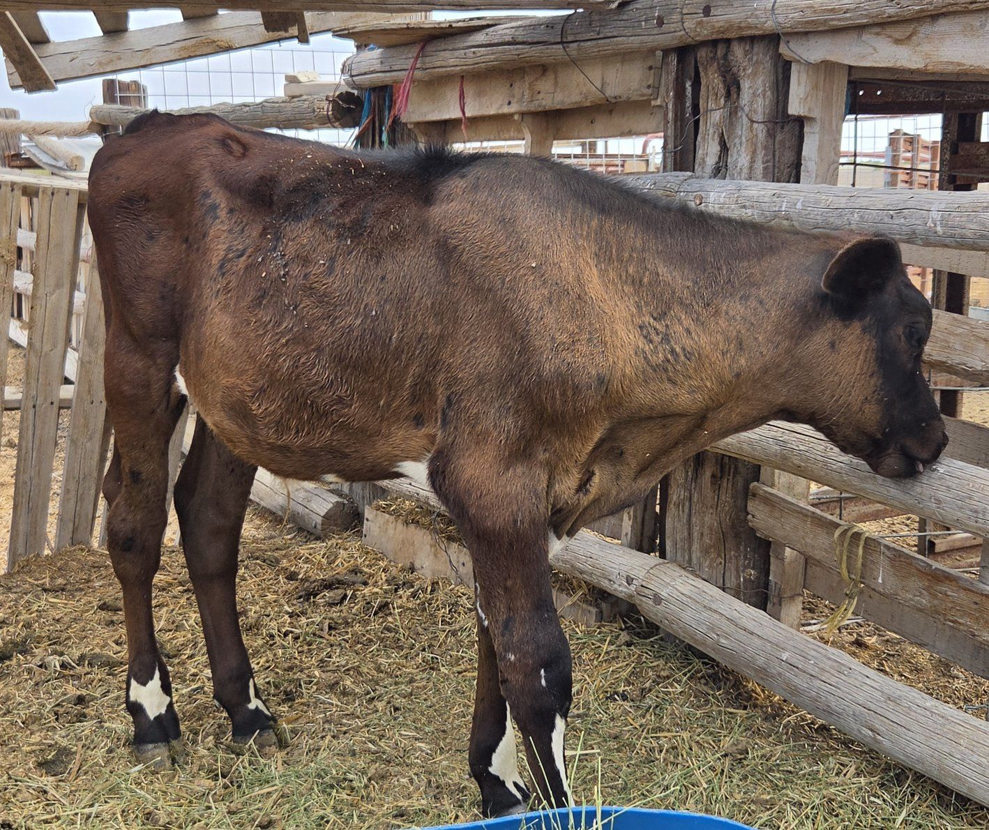 Cross bull calf