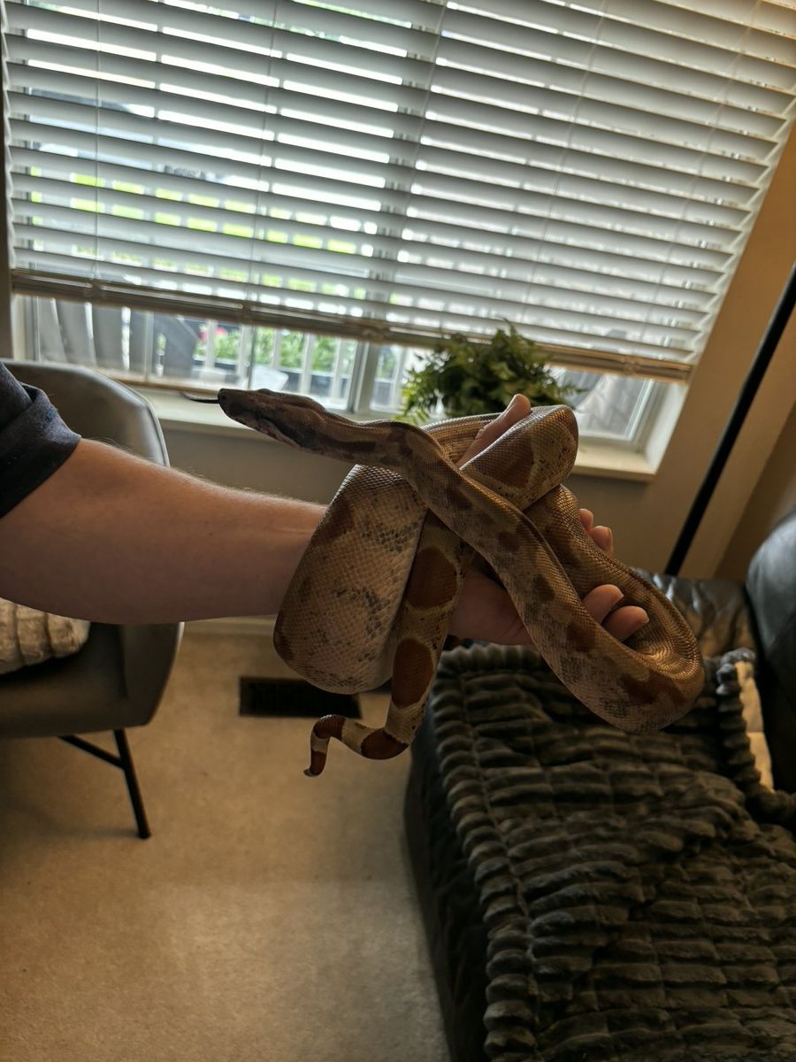 Reptile Terrarium Setup with Heat Lamp, Decor, and Accessories