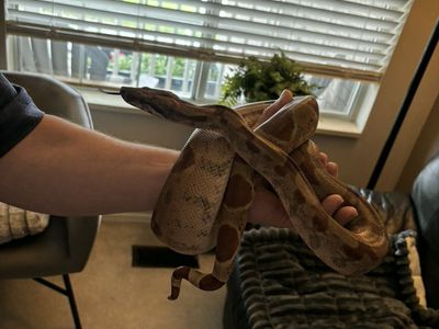 Reptile Terrarium Setup with Heat Lamp, Decor, and Accessories