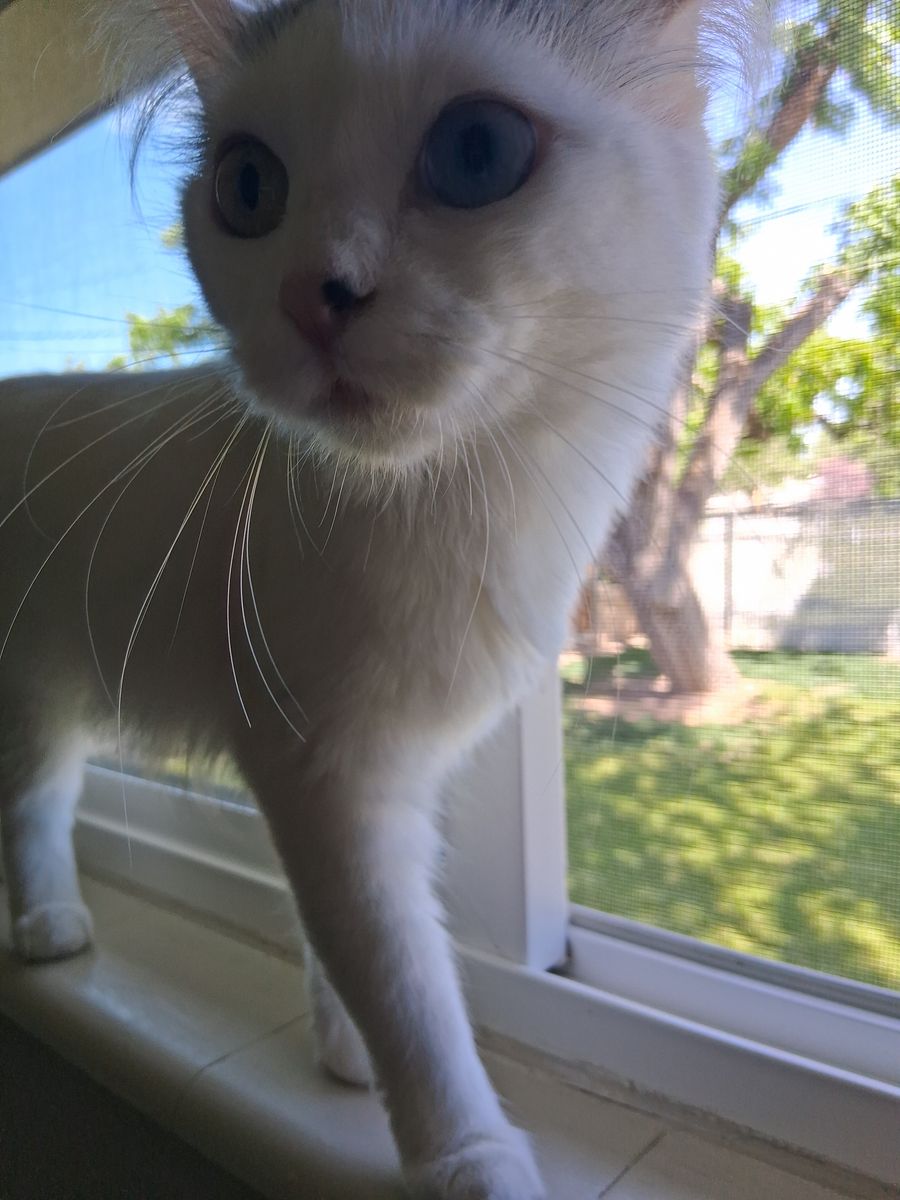 Free Cat