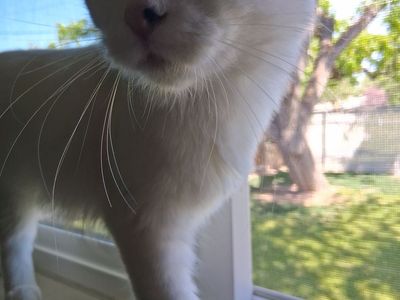 Free Cat