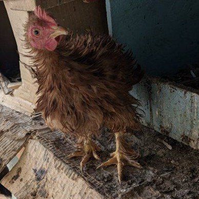 Beautiful young Frizzle hen