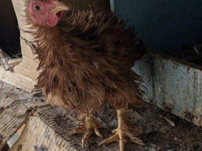 Beautiful young Frizzle hen