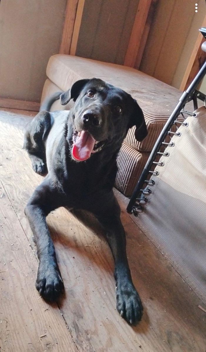Pure Bred Black Lab Needs A New Home