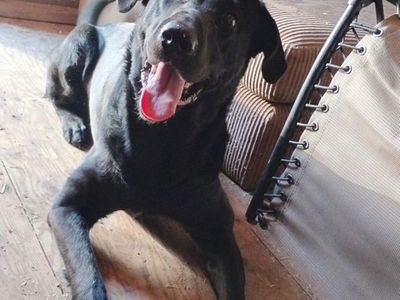 Pure Bred Black Lab Needs A New Home