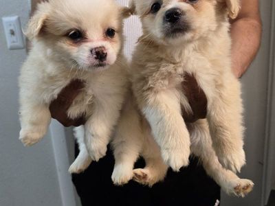 pomeranian mix girls cavalier