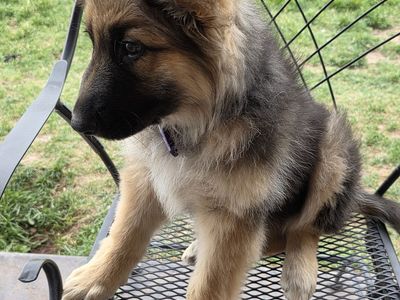 AKC German Shepherd Sables Long Coat