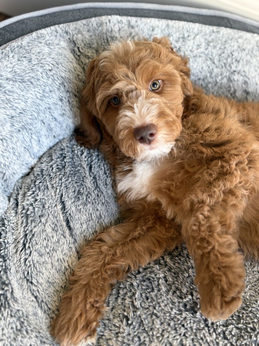 Irishdoodle Puppies