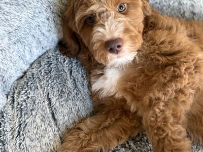 Irishdoodle Puppies