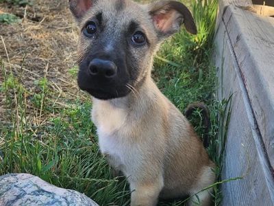 Hello my name is Moose