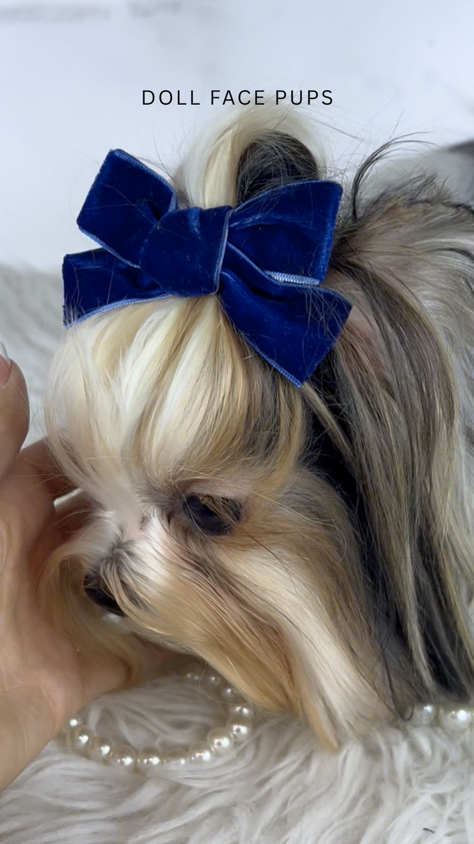 Meet Luca - Biewer Terrier - also will produce parti in Yorkies Stud