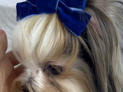 Meet Luca - Biewer Terrier - also will produce parti in Yorkies Stud