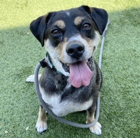 A111669 Grey, Available for Adoption