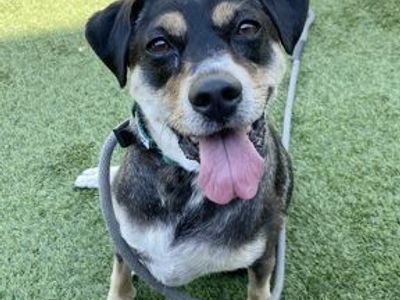A111669 Grey, Available for Adoption