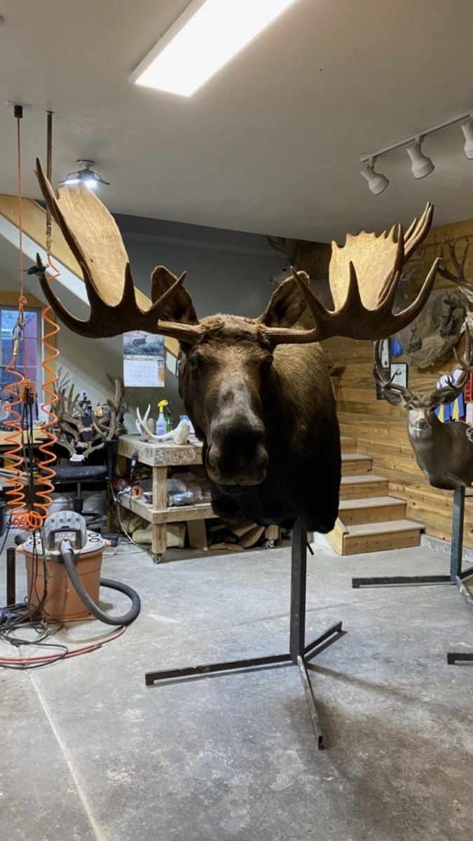 Alaska Yukon Moose full shoulder mount 