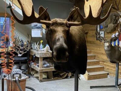 Alaska Yukon Moose full shoulder mount