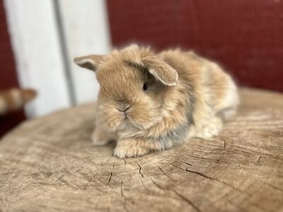 Holland Lop