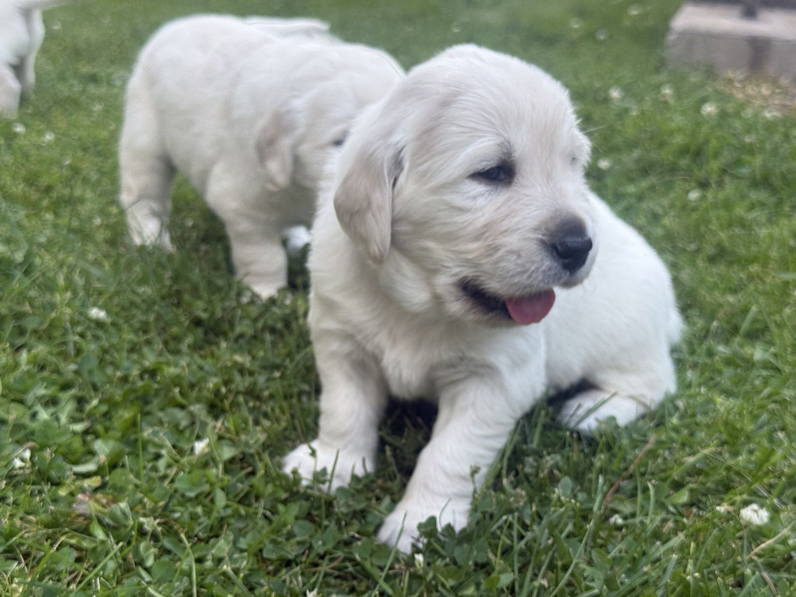 Adorable Golden Retriever Puppies - Ready for Their Forever Homes